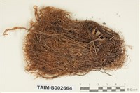 藏品(錦葉苔屬)的圖片